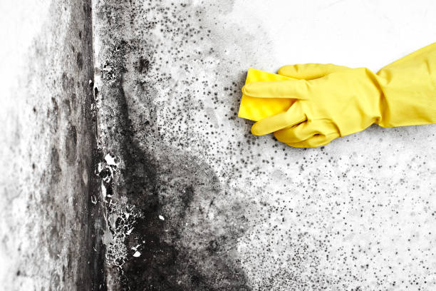 Best Mold Damage Repair  in Mamou, LA