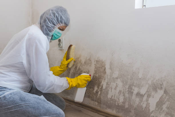 Best Mold Cleaning Services  in Mamou, LA