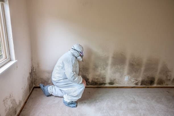 Crawl Space Mold Removal in Mamou, LA