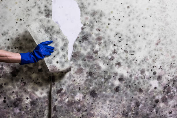 Best Local Mold Removal Service  in Mamou, LA