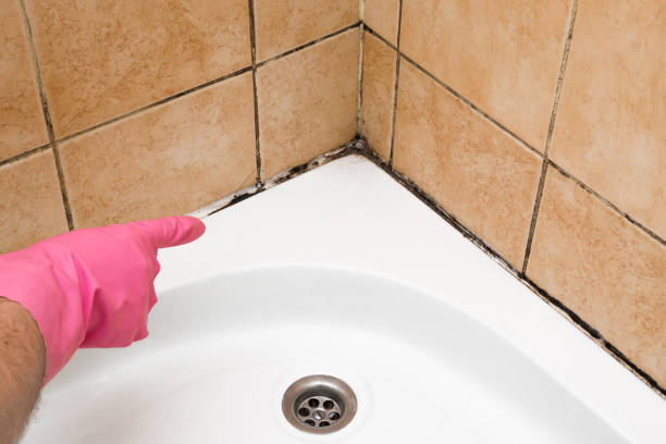 Attic Mold Removal in Mamou, LA