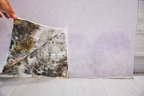 Best Best Mold Removal Companies  in Mamou, LA